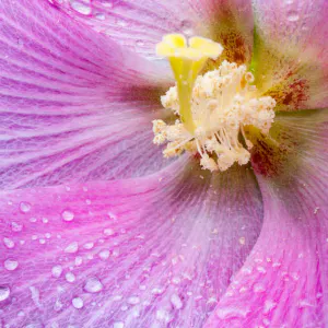 ピンクの花弁に水滴