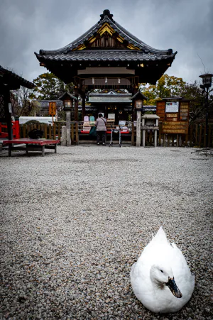 Duck in Shinsen-en