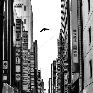 Crow flying over the streets of Ginza