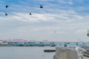 Seagulls in Tsurumi River Estuary Tidal Flat