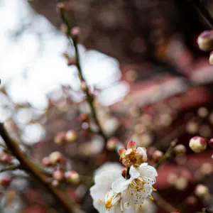 Plum blossoms at Meguro Fudo-son