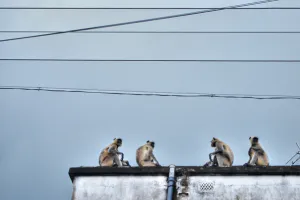 Conference of monkeys