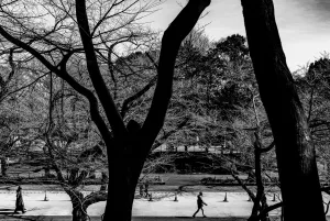 Deserted Sakura-dori in Ueno Park