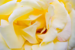 黄色い薔薇の花弁
