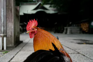 谷保天満宮の神鶏