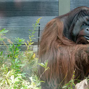 Orangutan looking sideways