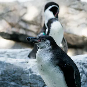 Penguins at Zoorasia
