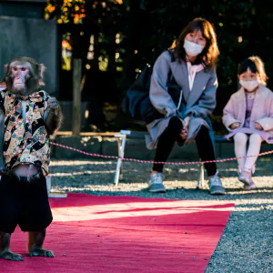 Monkey show in the shrine grounds