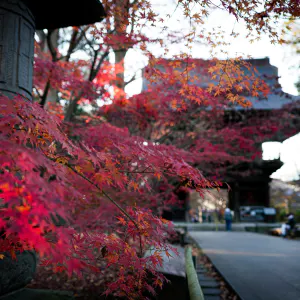 Kuhonbutsu Nio-mon Gate beyond the autumn leaves