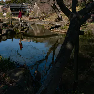 肥後細川庭園の池