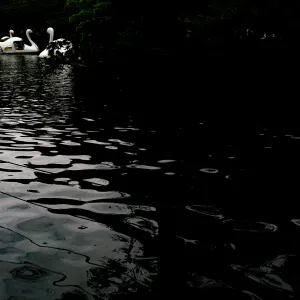 Swan boats on Inokashira Pond