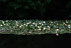 南池に咲く蓮の花