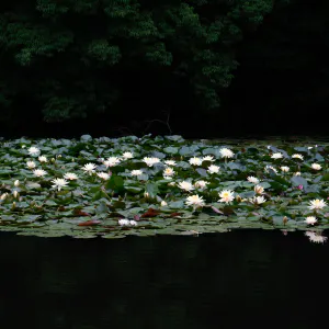 南池に咲く蓮の花