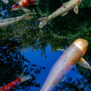 天祖諏訪神社の池で泳いでいた鯉
