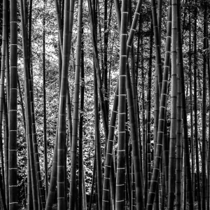 Bamboos in Korakuen Garden