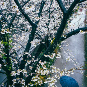 Man with umbrella walking under cherry blossoms along Meguro River