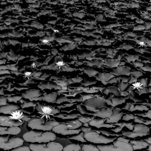 Lotus in Shurakuen Garden