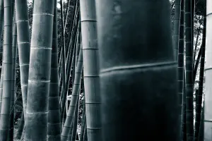 殿ヶ谷戸庭園の竹林