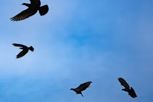 静岡駅前で飛ぶ鳩たち