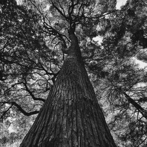 Sacred camphor tree