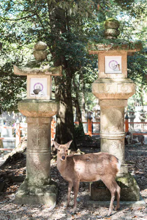 春日大社の鹿