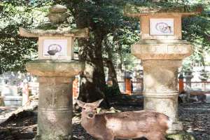 Deer at Kasuga-taisha Shrine