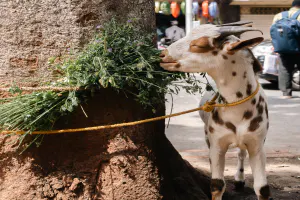 Goat grazing deliciously