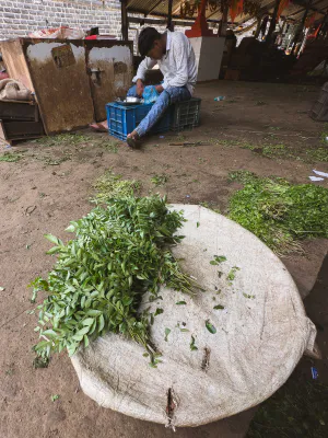 Curry leaves in a basket