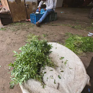 Curry leaves in a basket