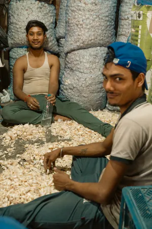 Men breaking apart garlic stalks