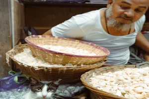 Cat relaxing next to garlic