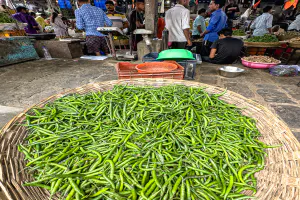 Colander full of green peppers