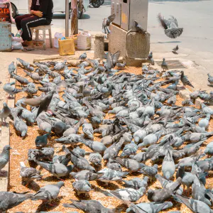 Pigeons gathered on the sidewalk