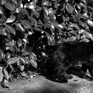 墓地を散歩する黒猫