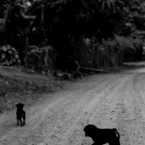 Two dogs in the graveled road