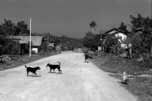 Dogs playing on dirt road