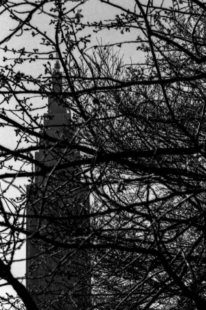 Building towering on the other side of tree branches