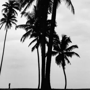Small silhouette between palm trees