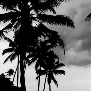 silhouettes under palm trees