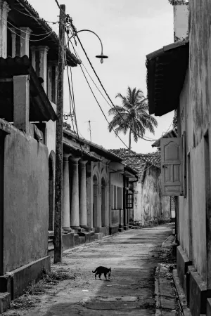 Cat walking a deserted lane