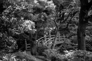 bridge in Former Yasuda Garden
