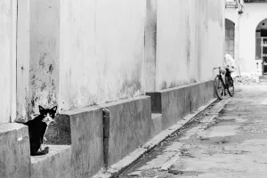 Cat looking back in deserted lane