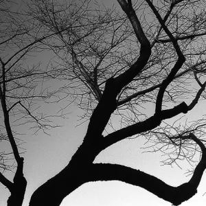 Silhouette of deciduous tree
