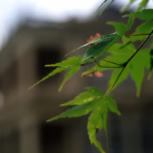 旧岩崎邸庭園の葉