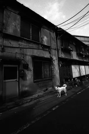 Dog in front of old apartment