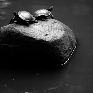 Two turtles on rock