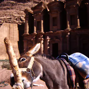 donkey and Ad Deir in Petra