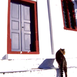 扉の前の猫
