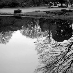Trees reflected on pond
