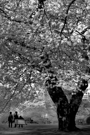 桜の花の下のベンチ